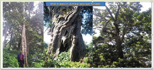Figure 6. Indigenous old trees found in sacred forest: (Photo taken by Y.Maru.).