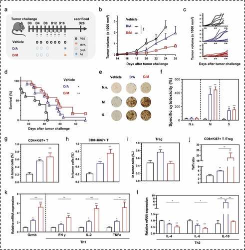 Figure 7. Comparison of therapeutic efficacy between DNA- modified vaccinia Ankara (D/M) and DNA-adenovirus (D/A) prime-boost strategies. (a) Schematic of the therapeutic regime. 1 × 105 MSf+ Lewis cells were injected subcutaneously on the right back of C57 bl/6 mice on day 0, and vaccinations began 4 days after tumor inoculation. (b) Tumor growth curve in groups; each group involved ten mice. (c) Tumor growth curve of each mice in groups. (d) Survival curve; each group included nine mice. (e, f) Representative images of ELISpot and quantification of ELISpot SFUs in groups. (g–i) Percentage of intra-tumoral proliferative CD4+ T (CD4+Ki67+), proliferative CD8+ T (CD8+Ki67+) and Treg (CD4+CD25+Foxp3+) were analyzed using flow cytometry. (j) The ratio of CD8+Ki67+ T cells to Tregs. (k, l) Relative mRNA expression of Gzmb and Th1/Th2 cytokines were analyzed using qRT-PCR. N.s., nonspecific protein stimulation; M, MUC1 protein stimulation; S, survivin protein stimulation. Groups drawn in colors: Vehicle (PBS; black), D/A (blue), D/M (red). One-way ANOVA followed by LSD analysis was performed to analyze the significant differences between groups. *P < .05; **P < .01; ***P < .001