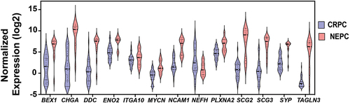 Figure 3. Neuroendocrine gene expression levels in NEPC compared to CRPC. Violin plots represent mRNA expression levels (Y-axis) of neuroendocrine genes (X-axis) that are significantly dysregulated (FDR <0.05) in NEPC compared to CRPC as reported in TCGA. NEPC: neuroendocrine prostate cancer, CRPC: castrate-resistant prostate cancer. P-value  < 0.05 are considered significant.