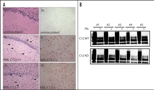 Figure 4 Analysis of spongiform changes in C12 WT and KO brain sections (A, i and iii) show a similar amount of vacuolation, indicated by arrows, in the hippocampus of prion inoculated mice but no vacuolation in uninoculated mice [C12 WT is shown in (A, i)]. The amount of gliosis was examined by staining for GFAP, which did not show staining in uninoculated samples [C12 WT is shown in (A, iv)] but showed abundant staining in prion inoculated samples from C12 WT and C12 KO (v and vi). For all of these parameters, blinded analysis did not reveal any differences between prion inoculated C12 KO and control brains. (B) The amount of proteinase K resistant PrP was assayed in whole brain homogenates taken from prion inoculated C12 WT (n = 5) and C12 KO (n = 5) mice (treated for 50ug/ml PK for one hour at 37C), which all showed ample PK resistant PrP by immunoblotting with SAF83. Total PrP inputs are shown to ensure equivalent loading.