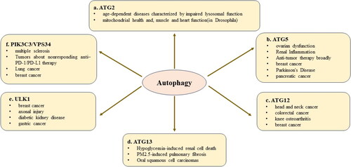 Figure 2. ATGs involve different diseases. ATGs are significant to regulate autophagy process, while they also involve in the occurrence and progression of various diseases, such as breast cancer, Parkison’s disease, lung cancer and so on.