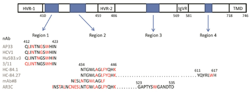 Figure 2 A linear map of the E2 envelope glycoprotein, showing regions recognized by nAbs and implicated in binding to CD81.