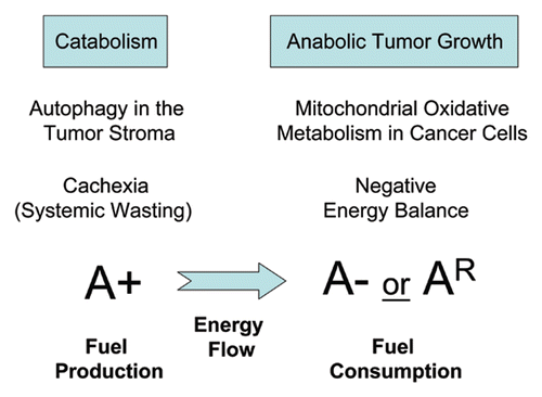 Figure 3 Understanding energy transfer in cancer metabolism: Stromal autophagy and cancer-associated cachexia. Diagram summarizing that autophagy in the tumor stroma is used by adjacent epithelial cells to fuel tumor growth via oxidative mitochondrial metabolism. This local phenomenon may spread systemically and explains the onset of cancer-associated cachexia, characterized by systemic wasting and a negative net energy balance. A+ signifies stromal autophagy, which results in fuel production. A− signifies an absence of autophagy in cancer cells. AR signifies genetic resitance to autophagy in cancer cells, e.g., when Beclin1 gene expression is silenced. Both A− and AR would be associated with fuel consumption by cancer cells. The direction of energy flow, from the autophagic tumor stroma to the anabolic cancer cells, is indicated by the direction of a blue arrow.