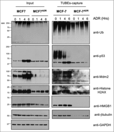 Figure 2. Ubiquitylation defects of specific proteins in MCF7ADR cells. MCF7 and MCF7ADR cells were treated with ADR (1 μM) for the indicated times, ubiquitylated proteins were captured using TUBEs and analyzed by Western blot using the indicated antibodies. Input and TUBEs-capture fractions are shown. GAPDH was used as a loading control.