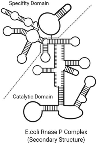 Figure 2. Secondary structure of E. coli RNase P complex (created with BioRender.com).