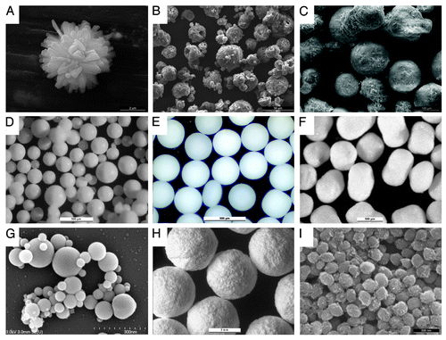 Figure 2. spherical CaP particles obtained using some of the methods mentioned in Table 2. (A) Precipitation, dicalcium phosphate (scale bar: 2µm), (B) spray drying; monocalcium phosphate monohydrate (50µm), (C) freeze granulation; calcium sulfate dihydrate (100µm), (D) emulsification; dicalcium phosphate dehydrate (500 µm), (E) drip casting; β-tricalcium phosphate (1000 µm), (F) extrusion-spheronization; β-tricalcium phosphate (500 µm), (G) suspension plasma spraying; mixture of high-temperature calcium phosphates (300 nm), (H) 3D printing; α-tricalcium phosphate-dicalcium phosphate mixtures (3000µm); (I) precipitation in ethylene glycol; β-tricalcium phosphate (500 nm)