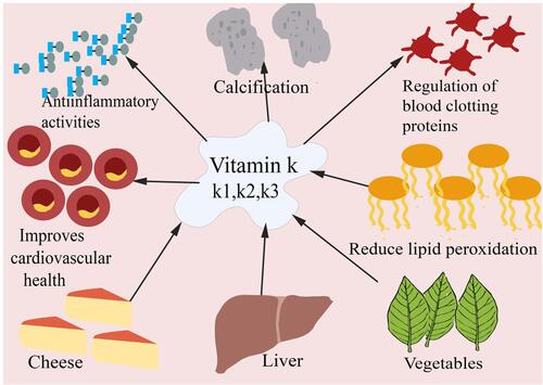 Figure 5 Role of vitamin K in maintaining health.
