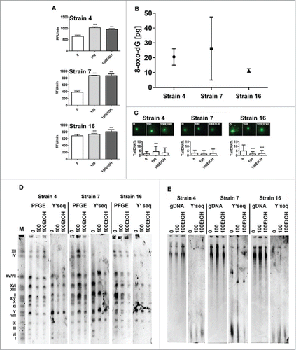 Figure 3. Generation- and ethanol-mediated changes in redox homeostasis (A), genetic stability (C) and telomere status (D, E). (A) Reactive oxygen species (ROS) production was measured using H2DCF-DA fluorogenic probe. (B) ELISA-based oxidative DNA damage analysis in control conditions. (C) DNA damage using comet assay. The bars indicate SD, n = 3 ***p < 0.001, compared to the standard growth conditions (ANOVA and Dunnett's a posteriori test). The presence (D) and (E) length of telomeric Y’ sequences. The chromosome marker (BIORAD) is also shown (lane M). Lanes 0: control conditions, lanes 100: 100 generations, lanes 100EtOH: 100 generations in the presence of 5% EtOH. PFGE: PFGE separation, gDNA: genomic DNA.