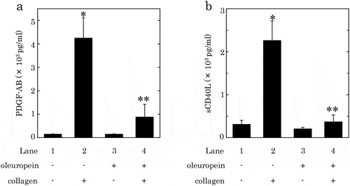 Figure 4. Effects of oleuropein (OLE) on the collagen-induced secretion of PDGF-AB (a) or the release of sCD40L (b) from human platelets.PRP was pretreated with 500 μM of OLE or vehicle at 37°C for 15 min, and then stimulated by collagen or vehicle for 15 min. The reaction was terminated by addition of an ice-cold EDTA solution. The mixture was centrifuged at 10,000 × g at 4°C for 2 min, and the supernatant was then subjected to ELISA for PDGF-AB (a) and sCD40L (b). The results from five healthy donors are shown. Each value represents the mean ± SEM. *p < 0.05, compared to the value of control. **p < 0.05, compared to the value of collagen alone.