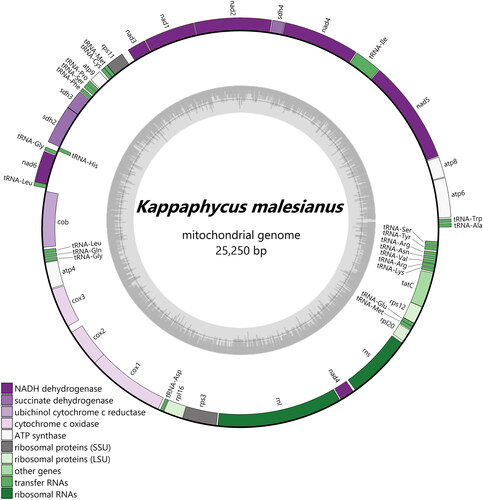 Figure 2. Map of K. malesianus mitochondrial genome. Annotations outside the circle are in forward orientation, while those inside the circle are in reverse orientation. The GC content graph is illustrated inside the circle in gray.