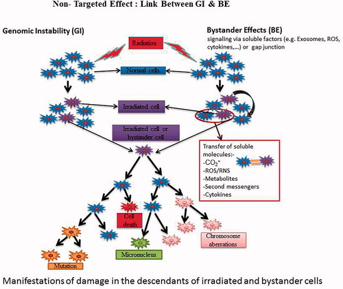 Figure 3. Link between bystander effect and genomic instability.