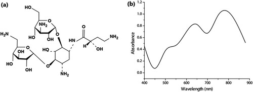 Figure 5. Structures of amikacin(a), and Absorption spectrum of amikacin-ninhydrin complex (b). Reproduced from ref [Citation66].