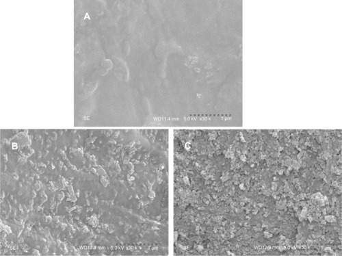Figure 4 Scanning electron microscope images of PCL-PEG-PCL (A) and m-MPC with 20 w% (B) and 40 w% (C) m-MS.Abbreviations: m-MPC, m-MS and PCL-PEG-PCL composite; m-MS, mesoporous magnesium silicate; PCL-PEG-PCL, poly(ε-caprolactone)-poly(ethylene glycol)-poly (ε-caprolactone).