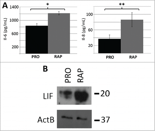 Figure 4. Protein levels of IL-6, IL-8 and LIF increased as a function of rapamycin treatment. ELISA assays were used to confirm that the rapamycin-induced increases in transcript profiles from the IL-6 and IL-8 genes also led to increased levels of secreted cytokines (A). Three biological replicates of culture media from proliferative (PRO) and 5 day rapamycin-treated cells (RAP) were subjected to sandwich ELISA and the concentration of both IL-6 and IL-8 determined. p-values for one tailed Student's t-tests are shown for IL-6 (* p=0.006) and IL-8 (** p=0.038). Error bars demonstrate the SEM. Equivalent amounts of whole-cell protein extracts from proliferative (PRO) and rapamycin-treated (RAP) fibroblasts were subjected to protein gel blotting for the LIF protein (˜20KDa) (B). A blot for β-actin was also used as a load control. Molecular weights (in KDa) are shown to the right of the blots.