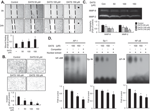 Figure 3. DATS represses the migration and invasion of EJ cells through decreased MMP-9 expression by suppressing of the binding of Sp-1, AP-1, and NF-κB. (a) Wound-healing ability of EJ cells under DATS treatment was assessed by migration assays. The recovery rate was measured as a fold change as compared to the control. (b) Invasion of EJ cells were investigated by invasion assays using Matrigel®-coated chambers. The amount of invading cells was presented as a fold difference relative to the control. (c) Activities of MMP-2 and 9 were assessed by zymography using cell culture medium from DATS-treated cells. Protease activity of each MMP was measured as a fold change compared to the untreated control. (d) The activation of AP-1, Sp-1, and NF-κB was measured by EMSA. Binding activity of transcription factors under each condition was compared to the untreated control and presented as a fold change. Results in bar graphs are presented as the mean ± SE from three different triplicate experiments.