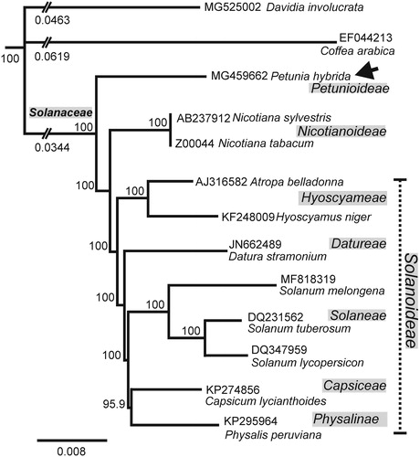 Figure 1. Neighbour joining consensus tree of indicated chloroplast genomes. Bootstrap values (1000 replicates) are indicated at nodes. Distances shown for truncated branches. The position of P. hybrida MF459662 (this work) is arrowed. Sequences retrieved from GenBank. Scale bar: substitutions per site.