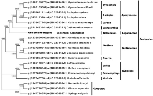 Figure 1. Phylogenetic tree of 15 species belonging to Gentianales based on total cp genome DNA sequence. Numbers above each node are posterior probability values. Noronhia lowryi (Nc_036984.1), Olea exasperate (Nc_036985.1), and Syringe vulgaris (Nc_036987.1) were considered as outgroup.
