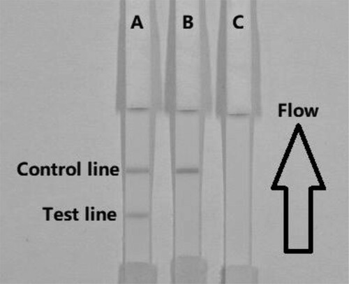 Figure 3. Illustration of typical strip test results. Negative sample (A), a positive result (B), and invalid result if the control and test lines do not appear (C).