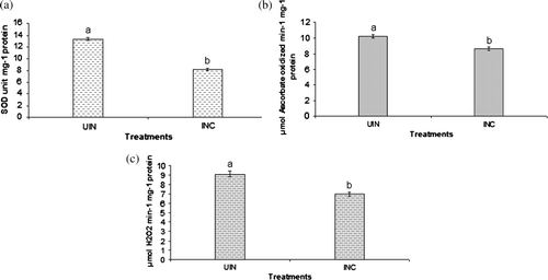 Figure 3.  Effect of inoculation with a thermotolerant P. putida strain AKMP7 on superoxide dismutase (a) ascorbate peroxidase, (b) and catalase, and (c) of wheat grown under heat stress (UIN = uninoculated; INC = inoculated). Values are means of six readings with ± SE. Values with different letters are significantly different at p <0.05.