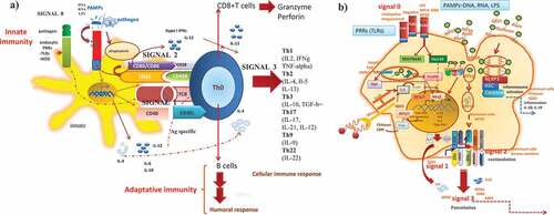 Figure 3. How adjuvant compounds in vaccine formulations initiate, boost and trigger the innate and adaptative immune response. The induction of the immune response occurs through the interaction of the mimic pathogen-associated molecular patterns (PAMPs) and the PRRS (e.g. TLRs, NLRs receptors) on antigen-presenting cells (APCs) (dendritic cells) that trigger an innate immune response leading to activation and maturation of APCs and initiation of downstream MyD88 signalization transduced to the nucleus, leading to pro-inflammatory response necessary to mount a specific durable and effective immune response by T CD4+ and T CD8+ lymphocytes (a). The mechanism of action of the adjuvants comprises a program of four signals which ended with the induction of the effector and memory cellular immune responses and thereby specific T and B cell responses. From the repertoire of adjuvants (TLR agonists, CpG-ODN, Poly(I: C, bacterial toxins), vehicles/carriers (ISCOMS, virosomes, liposomes), adjuvant system (AS03, AS04) as components of modern vaccines, which usually lack some of the components of the whole live microorganism, initiate the innate immune response by acting as PAMPs and thereby, participate by enhancing the interaction between the vaccine ((Ag) and the antigen-presenting cells (macrophages, dendritic cells, epithelial cells), by enhancing uptake, presentation, costimulation and activation, n of quality and magnitude of the activation of CD4 + T cells and CD8 + T cells and B cell differentiation to plasmacytoid B cells antibody producers, cytokines (TGF-β) and T cell homing molecules at MAL (mucosal-associated tissues) (b)