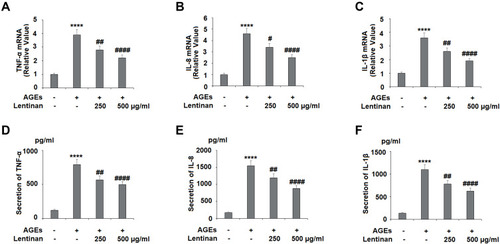 Figure 1 Lentinan reduced AGE-induced expression of TNF-α, IL-8, and IL-1β in human SW1353 chondrocytes. Cells were stimulated with 100 μg/mL AGEs with or without lentinan (250 and 500 µg/mL) for 24 h. (A) mRNA of TNF-α; (B) mRNA of IL-8; (C) mRNA of IL-1β; (D) Secretion of TNF-α as measured by ELISA; (E) Secretion of IL-8 as measured by ELISA; (F) Secretion of IL-1β as measured by ELISA (****P<0.0001 vs vehicle group; #, ##, ####, P<0.05, 0.01, 0.0001 vs AGEs treatment group, n=4-5).