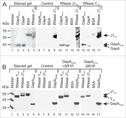 Figure 3. GapAStrep and GapA interact with RNases J1 and RNase Y. Far-Western blotting. A representative blot of 3 independently performed experiments is shown. Proteins were separated on 10% SDS-PAA gels and either stained with Coomassie (lanes 1–5) or blotted on PVDF membrane (lanes 6–17) as described in Materials and Methods. His-tagged RNases J1 and Y were purified from E. coli, GapAStrep was purified from B. subtilis DB104 (ΔamyE::gapAStrep) and untagged GapA was co-purified with Strep-tagged SR1P from B. subtilis Δsr1::cat (pWSR1/M25). (A) After blocking all blots were incubated with PBST gelatine (control, lanes 6–9) or PBST-gelatine containing either 170 µg RNase J1His (lanes 10–13) or 170 µg RNase YHis (lanes 14–17 RNase binding was detected with mouse anti-His-tag antibodies. Both RNases were able to bind GapAStrep and GapA. (B) Far Western Blot as in A) except that blots were incubated with 100 µg GapAStrep purified from either B. subtilis DB104 (ΔamyE::gapAStrep) (lanes 10–13) or B. subtilis DB104 (Δsr1::phleo, ΔamyE::gapAStrep) (lanes 14–17). GapAStrep binding was detected with mouse anti-Strep-tag antibodies.