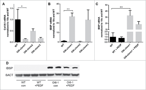 Figure 1. Wildtype (WT) or OI6 iPSC-derived MSCs were differentiated for 21 d in osteogenic media. (A) Col1A1 qPCR on WT and 3 OI6 iPSC-derived clones. (B) IBSP qPCR on WT and 3 OI6 iPSC-derived clones. (C) IBSP expression on WT and clone1 with PEDF treatment. (D) Immunoblots for IBSP protein from WT or OI6 clone 1 cells. Where indicated, 300 ng/ml PEDF was added to the culture media on days 14–21. error bars = SEM, 3–6 biological replicates per group.