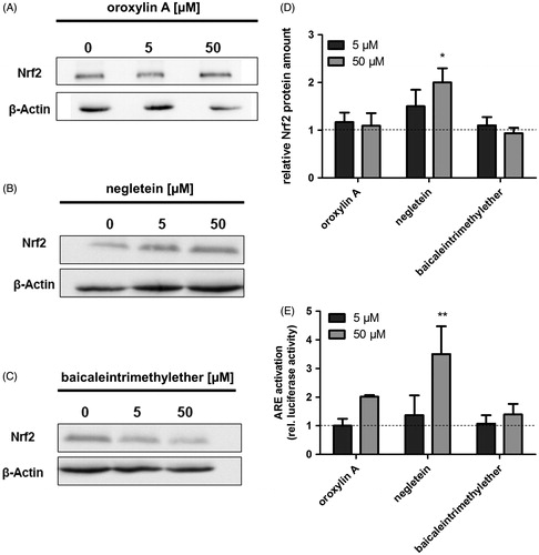 Figure 5. Effects of the baicalein derivatives on the cellular Nrf2 amount and ARE activation in Hct116 cells. Western blot analysis of Hct116 cells incubated with different concentrations of (A) oroxylin A, (B) negletein or (C) baicaleintrimethylether for 4 h. One representative blot of three is shown. Data are given as fold-increase of Nrf2 protein amount compared with the vehicle control (D). Mean ± SD, n = 3, *p  <0.05 versus DMSO-treated control cells. (E) Modulation of ARE activation caused by the compounds: Hct116 cells were transfected with an ARE-luciferase construct followed by an incubation with the compounds (24 h). Luciferase activity as measure of ARE activation is shown, data are mean ± SD, n = 3, **p < 0.01 versus DMSO-treated control cells.