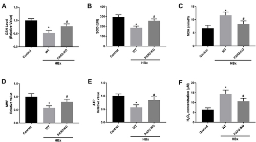 Figure 7 Mitochondria oxidative stress caused by HBx is alleviated in PAR2-KO mice (n = 8 in each group). (A) The level of GSH in liver tissues of PAR2-KO mice. (B) The level of SOD in liver tissues of PAR2-KO mice was measured by a commercial kit. (C) The level of MDA in liver tissues of PAR2-KO mice was measured by a commercial kit. (D) MMP value in liver tissues of PAR2-KO mice. (E) ATP value in liver tissues of PAR2-KO mice. (F) H2O2 concentration in liver tissues of PAR2-KO mice. *P < 0.05 vs the control mice group. #P < 0.05 vs the WT mice + pcDNA3.1-HBx group.
