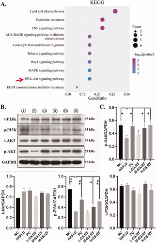 Figure 7. SSJZF enhanced PI3K/Akt signalling pathway activation in rat with NAFLD. NAFLD: non-alcoholic fatty liver disease; SSJZF: Shen-Shi-Jiang-Zhuo formula; NC: normal control; PC: positive control; L-SSJZF: NAFLD rats treated with low dose SSJZF group; M-SSJZF: NAFLD rats treated with middle dose SSJZF group; H-SSJZF: NAFLD rats treated with high dose SSJZF group. A. KEGG pathway enrichment of the intersection 25 different genes. B/C. The expression of total PI3K (t-PI3K), phosphorylated PI3K (p-PI3K), total Akt (t-Akt) and phosphorylated Akt (p-Akt) in liver tissues was detected by Western blots. *p < 0.05, **p < 0.01.