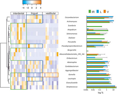 Figure 3. Differentially represented bacterial genera at interproximal sites and their associated vestibular and lingual regions. The abundance of differentially represented genera in the three analyzed regions is presented in a heatmap (left) and in bar plots (right). When a genus is significantly more abundant in one region, this is highlighted by box in the heatmap, and by asterisks in the bar plots (*: p-value<0.1; **: p-value<0.05)