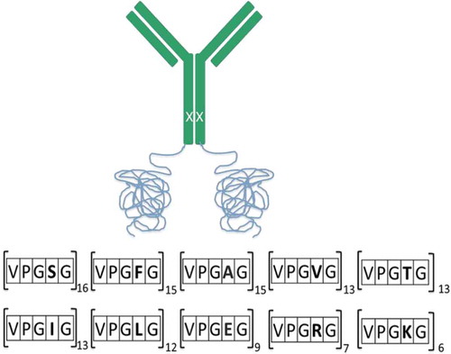 Figure 1. An illustration of the fusion mAb with insertion of ELP at the C-terminus (VPGXG119) of the heavy chain. Polar (20%) and charged (20%) residues were randomly interspersed among the hydrophobic (60%) residues to mitigate patches of hydrophobicity and charge on the fusion protein. A single-point mutation (H435C) was engineered in the heavy chain to disrupt binding to the neonatal receptor (depicted as X on HC).