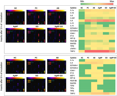 Figure 6 Effect of Staphylococcus aureus bacteria, antibiotics (AB), and nanostructures (silver nanoparticles (AgNP), graphene oxide (GO), and their complex (AgNP-GO)) on the protein expression of proinflammatory cytokines in EpiDerm™ 3 and 6 h after treatment. The results were normalized to the negative control (NC) group. Images were created with ImageJ software. The expression of cytokines is also presented as heatmaps, where the 0 expression level is presented as dark green, and the highest observed expression (1.5 O.D.) is indicated in red.