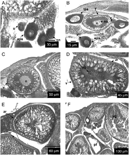 Figure 1 Transversal section of ovarian tissue. (A) o, oogonia; eps, early perinucleolar stage; cn, chromatin nucleolar stage; (B) eps, early perinucleolar stage; yn, yolk nucleus; lps, late peri-nucleolar stage; n, nucleus; y, cortical alveoli formation; no, nucleoli; yn, yolk nucleus; l, lipid droplets; (C) v, vitellogenesis stage; n, nucleus; l, lipid droplets; (D) v, vitellogenesis stage; zr, zona radiata; l, lipid droplets; yg, yolk granules; (E) r, ripe stage; zr, zona radiata; (F) r, ripe stage; yg, yolk granules; pf, postovulatory follicles. Haematoxylin and eosin stain.