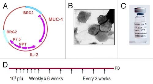 Figure 1. (A) Schematic map of TG4010 viral genome. (B) Electron microscope view of TG4010 showing the viral particles with their membrane. (C) Pharmaceutical formulation of TG4010. (D) Schedule of administration of TG4010 in current clinical trials.