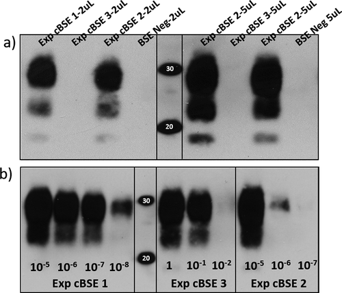 Figure 1. A) Western blot immunodetection of PK resistant prion proteins in the brain samples of the 3 oral challenge steers. Exp. cBSE 1 (29,014) and Exp. cBSE 2 (29,055) both have a strong positive signal with 3 immunoreactive bands at 30kDa and below. Exp. cBSE 3 (29,034) has no immunoreactivity in western blot. Western blot immunodetection of PK resistant PMCA products in different dilutions of brain homogenate used to spike into the PMCA reactions. b) Round 3 PMCA seeding activity/PK resistant PrP is detected in low dilutions for Exp. cBSE 1 (29,014) and 2 (29,055) indicating a high concentration of seeding units. Exp. cBSE 3 (29,034) has much less seeding activity