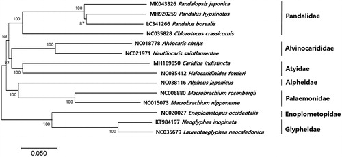Figure 1. Phylogenetic tree of Pandalopsis japonica. A phylogenetic tree was constructed with shrimp mitogenome sequences by MEGA7 software with Minimum Evolution (ME) algorithm with 1000 bootstrap replications. GenBank Accession number for each species is shown next to each scientific name.