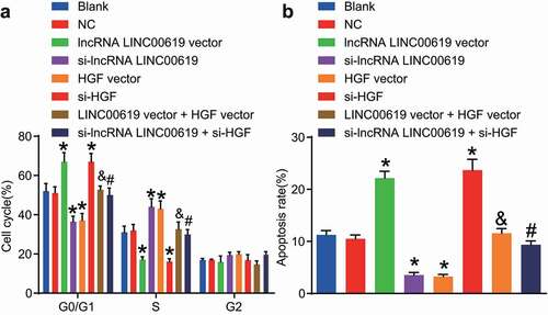 Figure 9. LncRNA LINC00619 enhances osteosarcoma cell apoptosis. Osteosarcoma cells were treated with lncRNA LINC00619, HGF, si-lncRNA LINC00619 and si-HGF vectors alone or in combination. A: cell cycle distribution in each group; B: cell apoptosis rate in each group; *, p < 0.05 compared with the blank group; &, p < 0.05 compared with the lncRNA LINC00619 vector group, #, p < 0.05 compared with the siRNA-lncRNA LINC00619 group. Data were presented as mean ± standard deviation and the comparison among multiple groups was analysed by ANOVA.