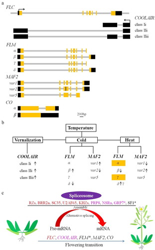 Figure 3. AS events and their regulators involved in flowering time control. (a) Alternative splicing of flowering-related genes, including FLC, COOLAIR, FLM, MAF2, and CO. Reported alternative splicing events are shown. The yellow box indicates the exon; the gray bar denotes the intron; the black box represent UTR or long non-coding RNA. (b) Alternative splicing events occurring under different temperatures. The arrow indicates the up- or down-regulated alternative splicing event at the indicated conditions. The yellow box represent the variants subjected to degradation by NMD. (c) The identified splicing factors and regulators in spliceosome conferring flowering time control via alternative splicing of flowering-related genes. The same color or the star indicate the corresponding splicing factor and its target as reported, and the splicing factors involved in the alternative splicing of MAF2 and CO are unknown