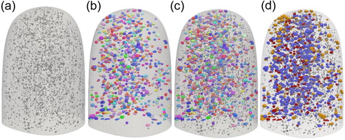 Figure 1. 3D distribution of particles and recrystallized nuclei; (a) particles (from ACT); (b) nuclei (from LabDCT) (IPF-RD coloring); (c) nuclei overlaid with particles; (d) classification of nuclei – blue: PSN, red: non-PSN, yellow: surface nuclei. RD is parallel to the cylindrical axis here.