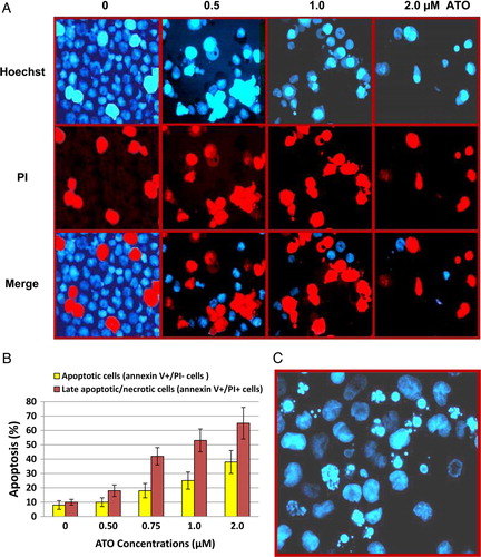 Figure 2. Induction of apoptosis by ATO. To determine whether ATO-induced cell death was due to apoptosis, the NB4 cells were cultured in the presence of various ATO concentrations for 2 days and thereafter dual stained with (A) Hoechst 33342 and PI dyes and examined by fluorescence microscope. The images were captured with red (for Hoechst) and blue (for PI) filters and merged using FISH imaging system. Percentage of cells stained with PI (red) was regarded as the percentage of apoptotic cells. (B) Annexin-V-PE and PI, early and late apoptosis was determined by flow cytometric analysis.