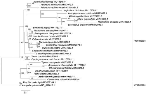 Figure 1. Phylogenetic analysis based on complete chloroplast genome sequences of 30 representative ferns, including A. speciosum, 27 species from Pteridaceae, and two outgroups from Alsophila genus. The phylogenetic tree was constructed by RAxML with bootstrap support values on each node (bootstrap was set to 1000). The GenBank accessions were indicated for each sequence.