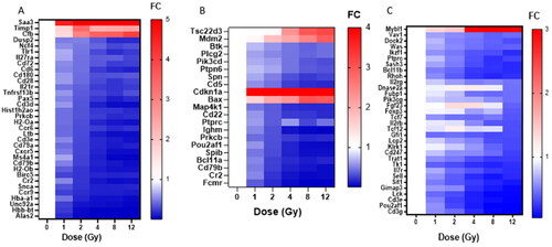 Figure 3. Dose impacts the upregulation of genes relevant to Inflammation, Apoptosis and Hyperplasia pathways. IPA was used to discover the most significantly dysregulated pathways based on z-score at low (1 and 2 Gy), middle (4 Gy) and high (8 and 12 Gy) doses in an attempt to highlight potential genes biomarkers for each dose and to determine pathophysiology changes as dose changed. Pathways highlighted include Inflammation of Joint (Figure 3(A)), Apoptosis of B Lymphocytes (Figure 3(B)), and Hyperplasia of Lymphoid Organ (Figure 3(C)). Genes are depicted as fold change of irradiated over control. Red indicated increased expression while blue indicates decreased expression. Genes depicted are ones considered statistically significant a noted at 2 Gy (3A), 4 Gy (3B) and 12 Gy (3C) dose.