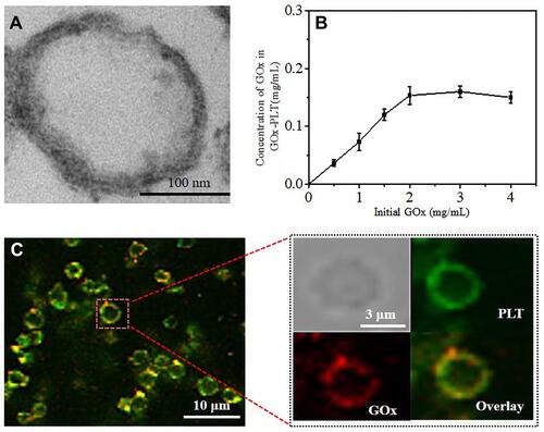 Figure 1 (A) TEM images of PLT membrane stained with uranyl acetate. Scale bar = 100 nm. (B) Relationship between initial GOx concentration and the concentration of GOx on the PLT-GOx. (C) CLSM images of PLT-GOx, DiD-labeled PLT (green), and rhodamine B (red)-modified biotin-GOx were used to fabricate PLT-GOx.