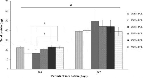 Figure 9. Total protein production of MG-63. Bradford assay for total protein determination of MG-63 cells cultured with polycaprolactone (PCL) or sesamin-loaded PCL (SM-PCL) with concentrations of 1–5% (1%SM-PCL – 5%SM-PCL) for 4 (D.4) and 7 days (D.7). * indicates the significant difference among types of tested materials within the same period while # indicates the significant difference between two incubation periods within the same types of the tested material with n =3; p < 0.05.