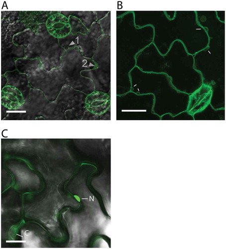Fig. 4 (Colour online) eGFP-124202ΔSP has affinity for membranes.Confocal images of live leaf epidermal cells of 12-day-old transgenic Ler plantlets expressing eGFP-124202ΔSP under the control of the CaMV 35S promoter. Scale bar: 20 µm for 124202GFP and 10 µm for GFP control. (a) eGFP-124202ΔSP localizes to the plasma membrane and is also found on the surface of vesicles (arrow 1) and in the tonoplast (arrow 2). (b) Z-stack showing eGFP-124202ΔSP, vesicles emerging or fusing with the membrane (shown with white arrows) (c) GFP control (arrows point to the nucleus (N) and cytosol (C)).