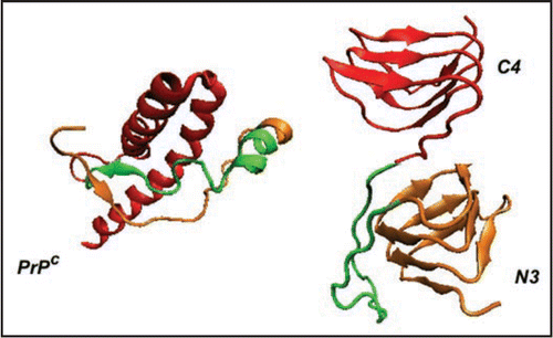Figure 2 Comparison of PrP with LHBH structure. On the left we show human PrP (adopted from PDB structure 1QM0,Citation31) with three color coded regions: residues 90–145 (orange), residues 146–167 (green), and residues 168–230. In the LHBH structure, which is the building block for tetramers (like that shown in Fig. 1), residues 90–145 go into a LHBH (N3, after ref. Citation7), 146–167 into a loop, and 168–230 into another LHBH (C4, present work).
