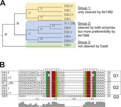 Figure 4. Classification of crRNA maturation in Anabaena 7120 according to sequence-structure alignments and Cas6 cleavage specificities.