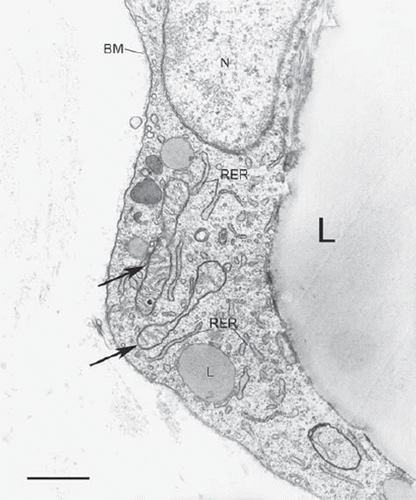 Figure 2. Rat adipose organ: epididymal depot. Electron microscopy of the peripheral part of a white adipocyte. Elongated mitochondria with randomly oriented cristae are visible (arrows). N = nucleus; RER = rough endoplasmic reticulum; large L = main lipid droplet; small L = peripheral lipid droplet; BM = basal membrane. Bar = 0.7 μm.