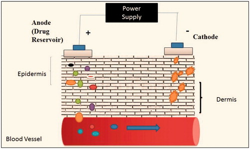 Figure 6. Enhancement of transdermal permeation by iontophoresis technique.